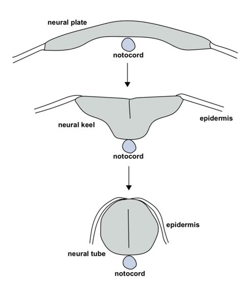 1 Formation Of Zebrafish Neural Tube Download Scientific Diagram