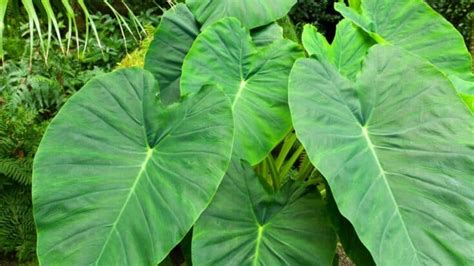 10 Houseplants With Extraordinarily Large Leaves Huge