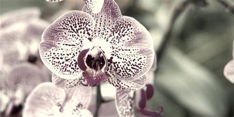 10 Rarest Orchids In The World Rarest Org
