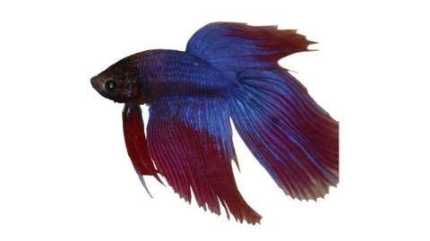 10 Siamese Fighting Fish Tattoos Ideas Tattoos Siamese Fighting Fish 10 Siamese Fighting Fish Tattoos Ideas Tattoos Siamese Fighting Fish
