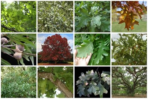 16 Common Types Of Oak Trees In Florida Including Native