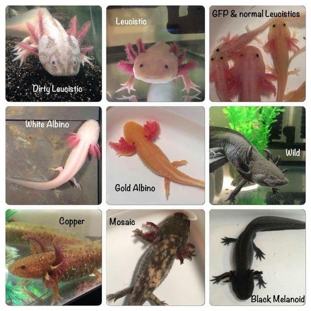16 Types Of Axolotl From Common To Rarest