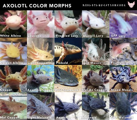 19 Types Of Axolotl With Color Variations And Traits