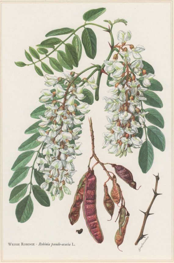 1960 Vintage Botanical Print Ilex Aquifolium By Craftissimo Botany