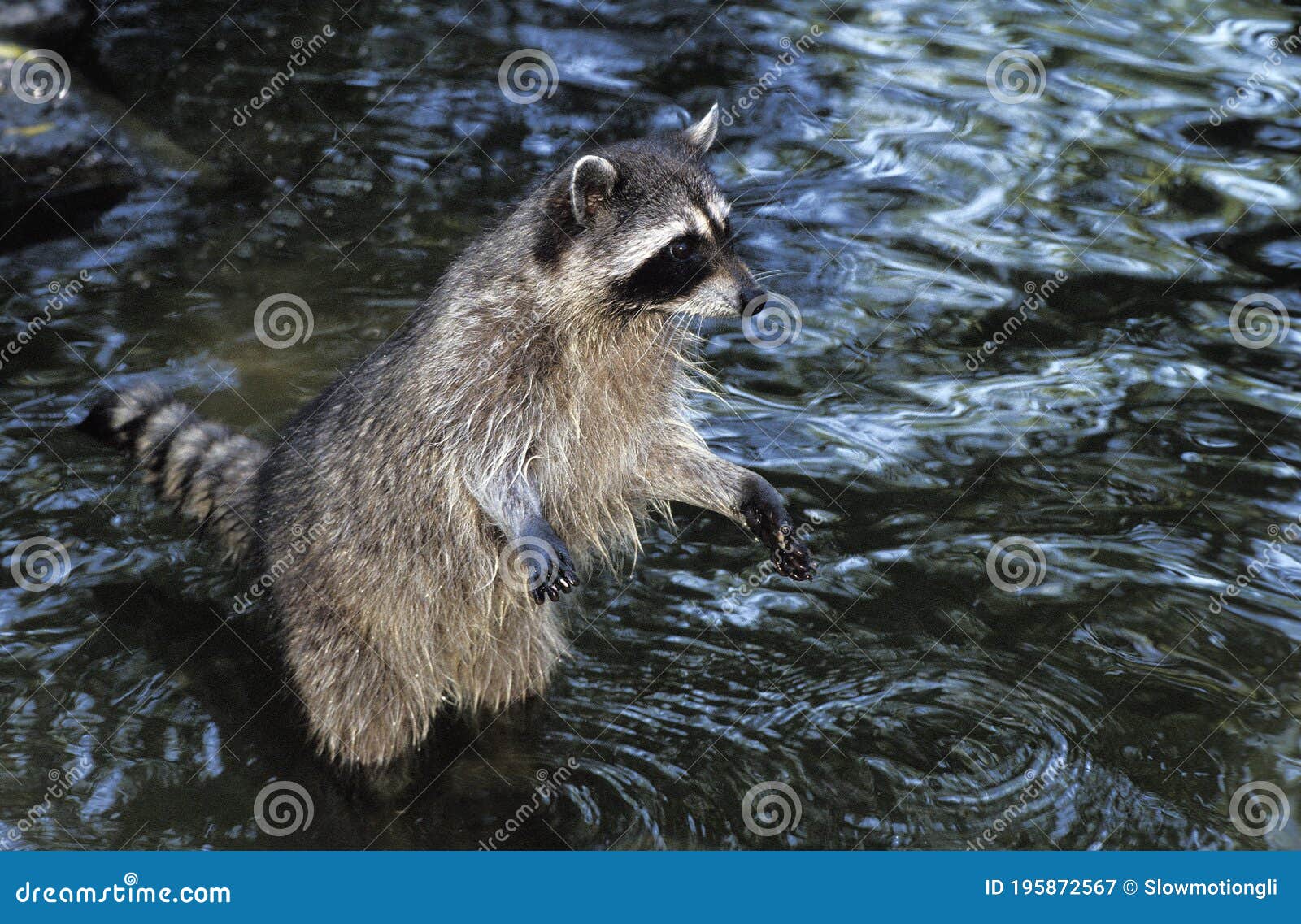 20030614 04K Raccoon Procyon Lotor On Its Hind Legs Vancouver