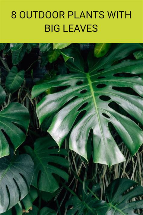 8 Outdoor Plants With Big Leaves With Pictures Ultimate Backyard