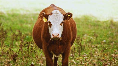 9 Best Grass Fed Cattle Breeds For Faster Growth And Higher Profits