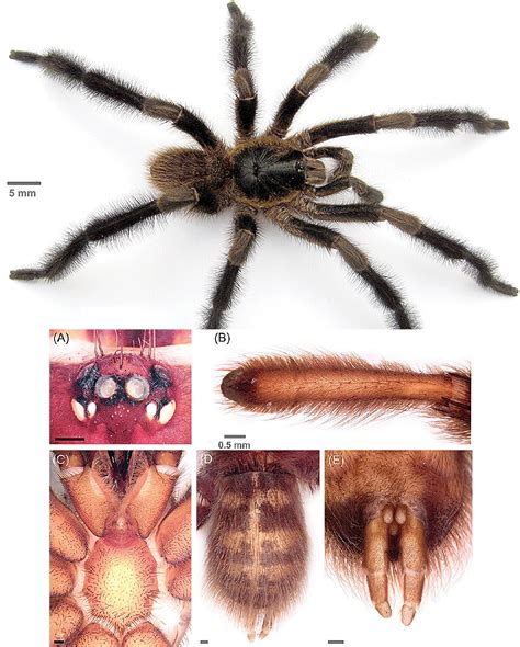 Hairy Giant Among Dwarves: A Striking Contrast Explored