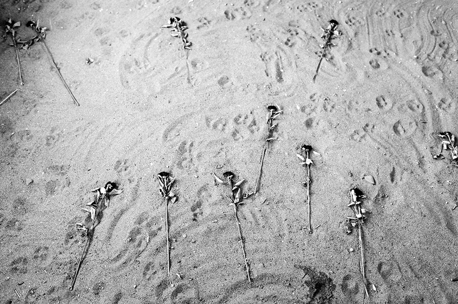 a pic of greggvs gergia