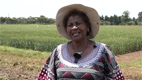 A Sh1 3 Billion Research Facility To Bolster Breeding Of Wheat A Sh1 3 Billion Research Facility To Bolster Breeding Of Wheat