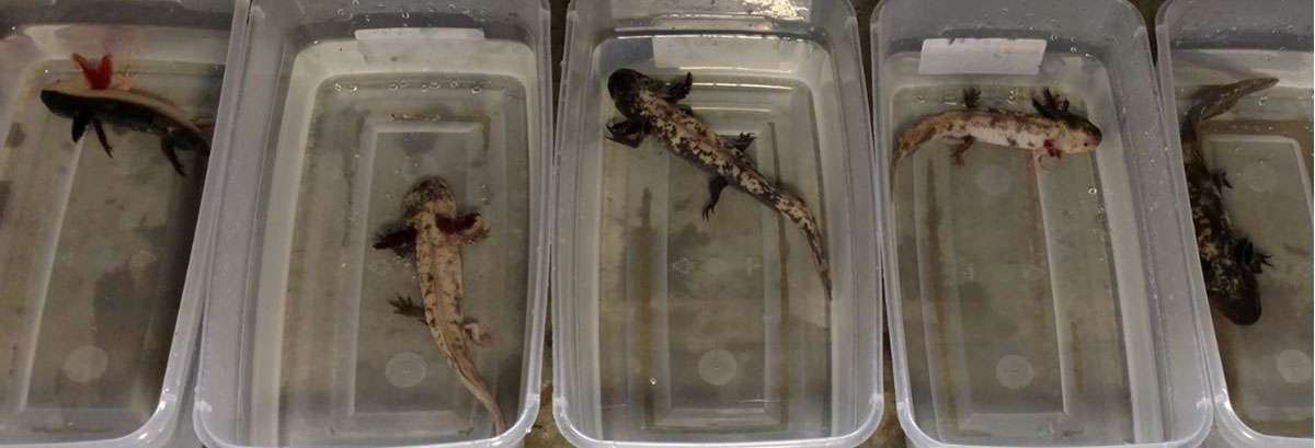 Unveiling the Unique Acquired Traits of Mosaic Axolotls