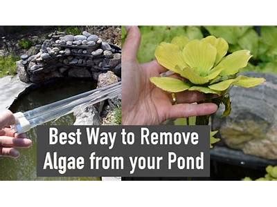 Algae Appetizers: Delicious, Sustainable Snacks to Try Now