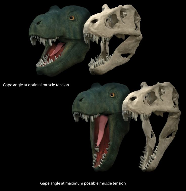 Allosaurus Had Monstrously Gaping Jaws The Washington Post