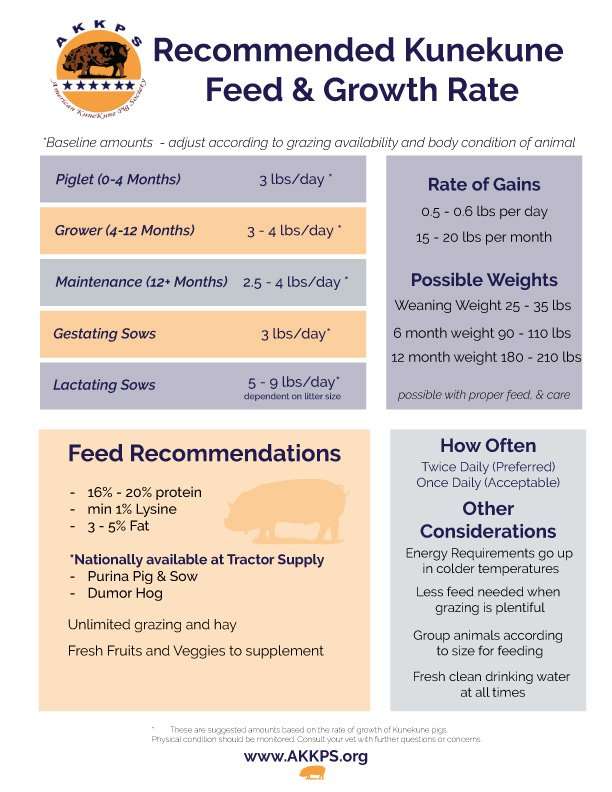 American Kunekune Pig Society Home