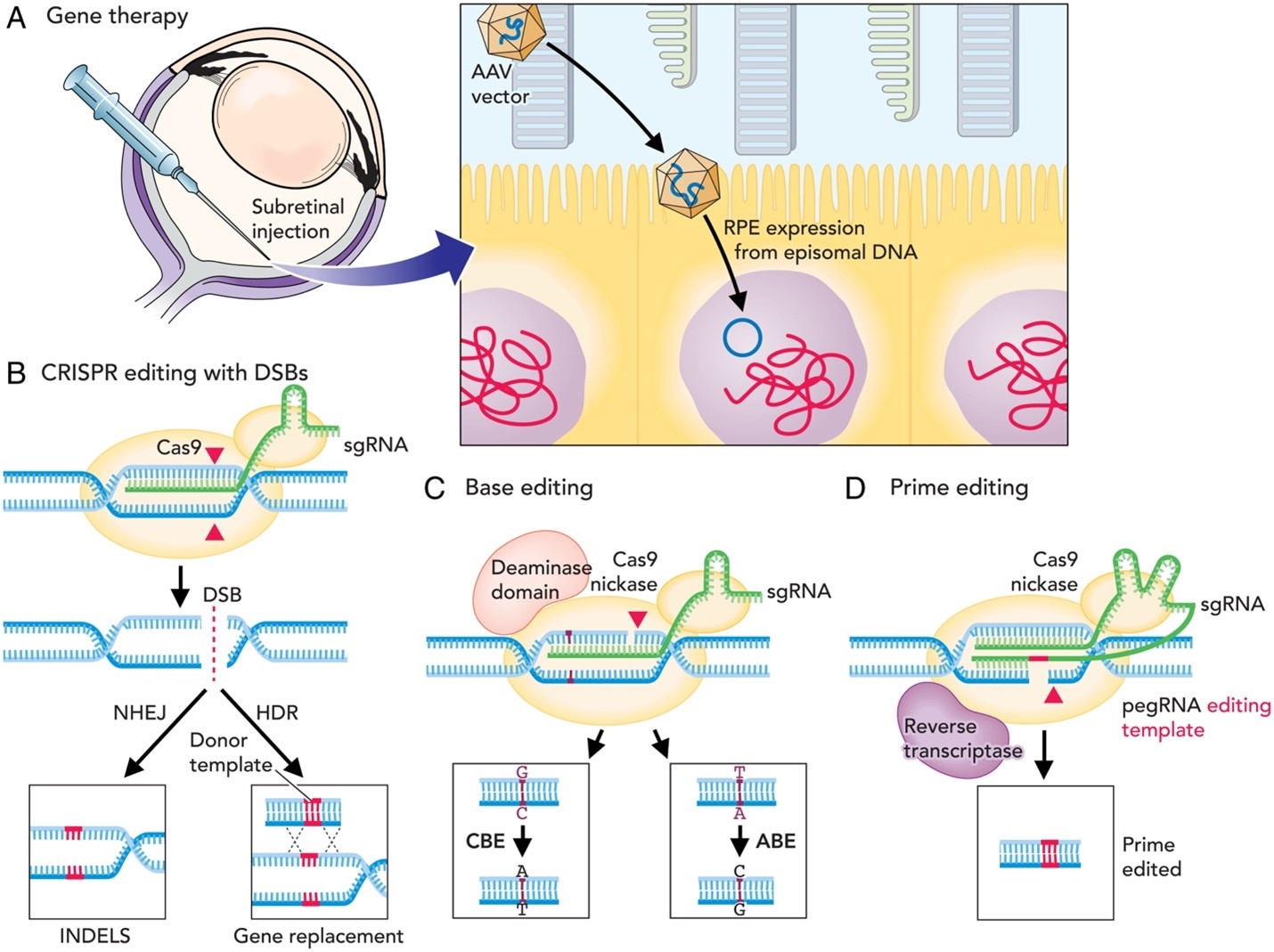 An Overview Of Applications Of Genome Editing Genome Editing Can Be