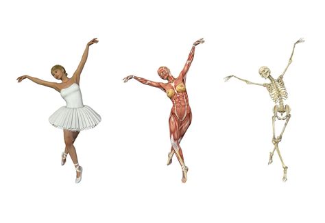 Anatomy And Dissection Through The Ages Alan Jordan Medium