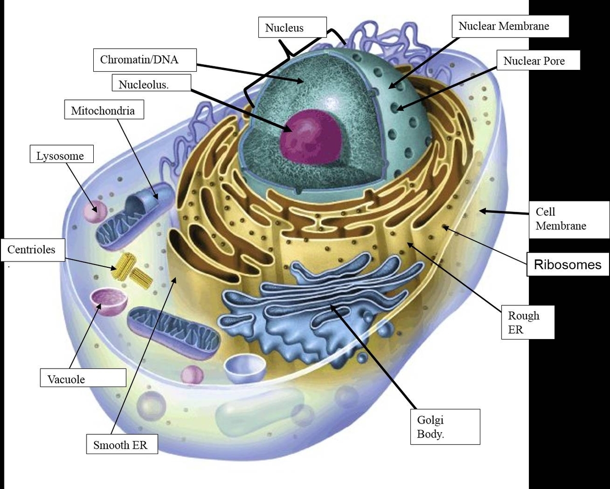 Unveiling the Fascinating Animal Cell of a Butterfly