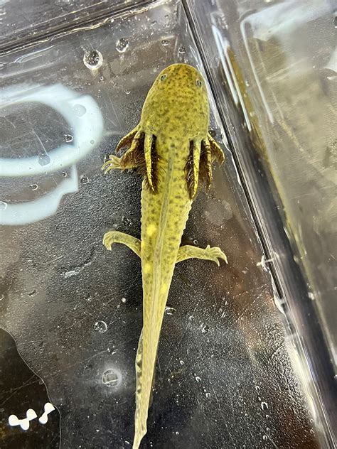 Mosaic Axolotl: Unique Acquired Traits Explained