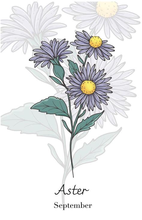 Aster September Birth Month Flower Vector Art Stock Vector Image Art