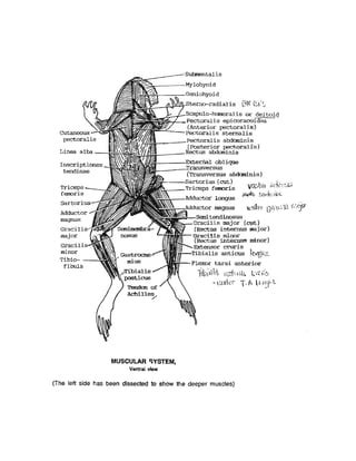 Atlas Of Frog