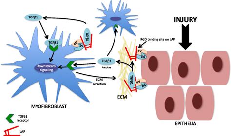 Unraveling αv Integrin & PTP1B Interaction: Key Insights