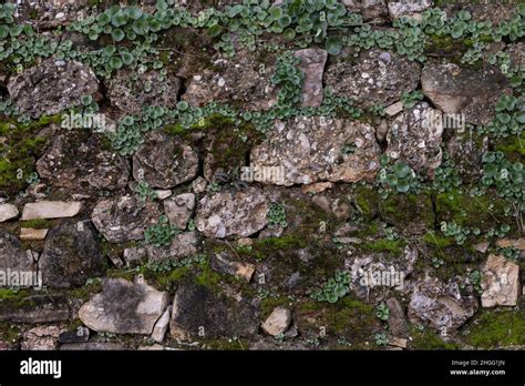 Background Of Brown Gray Stone Wall With Leaves And Moss Pattern Of Background Of Brown Gray Stone Wall With Leaves And Moss Pattern Of