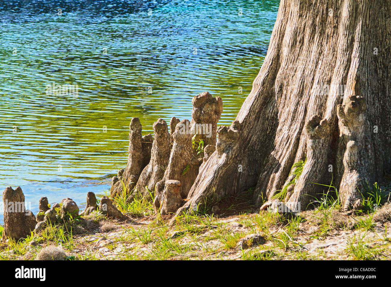Bald Cypress Tree Knee Hi Res Stock Photography And Images Alamy