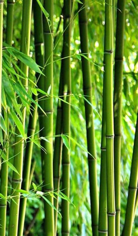 Bamboo A1 Largest Size: Ultimate Guide & Dimensions