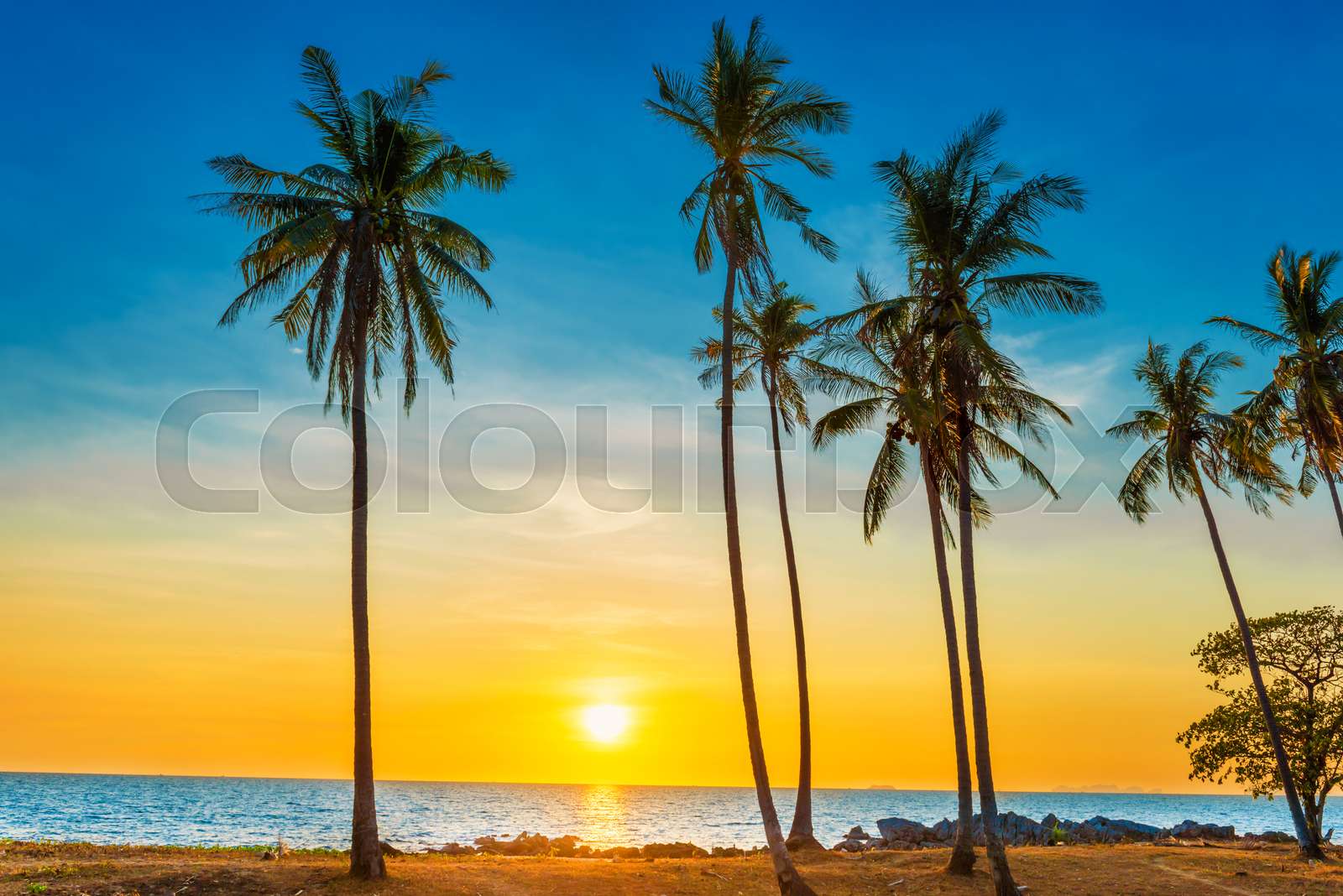 Beautiful Multicolored Beach Sunset With Palm Trees And Turtle Sleeve