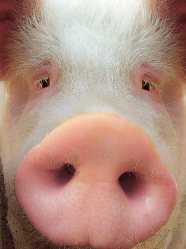 Best Pig Breeds For Meat Farmhouse Guide