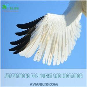 Bird Adaptations The Incredible Survival Secrets Of Feathered Friends