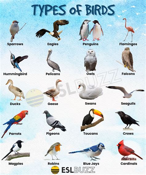 Birds With Different Names And Pictures On Them