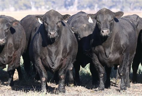 Black Charolais Cattle