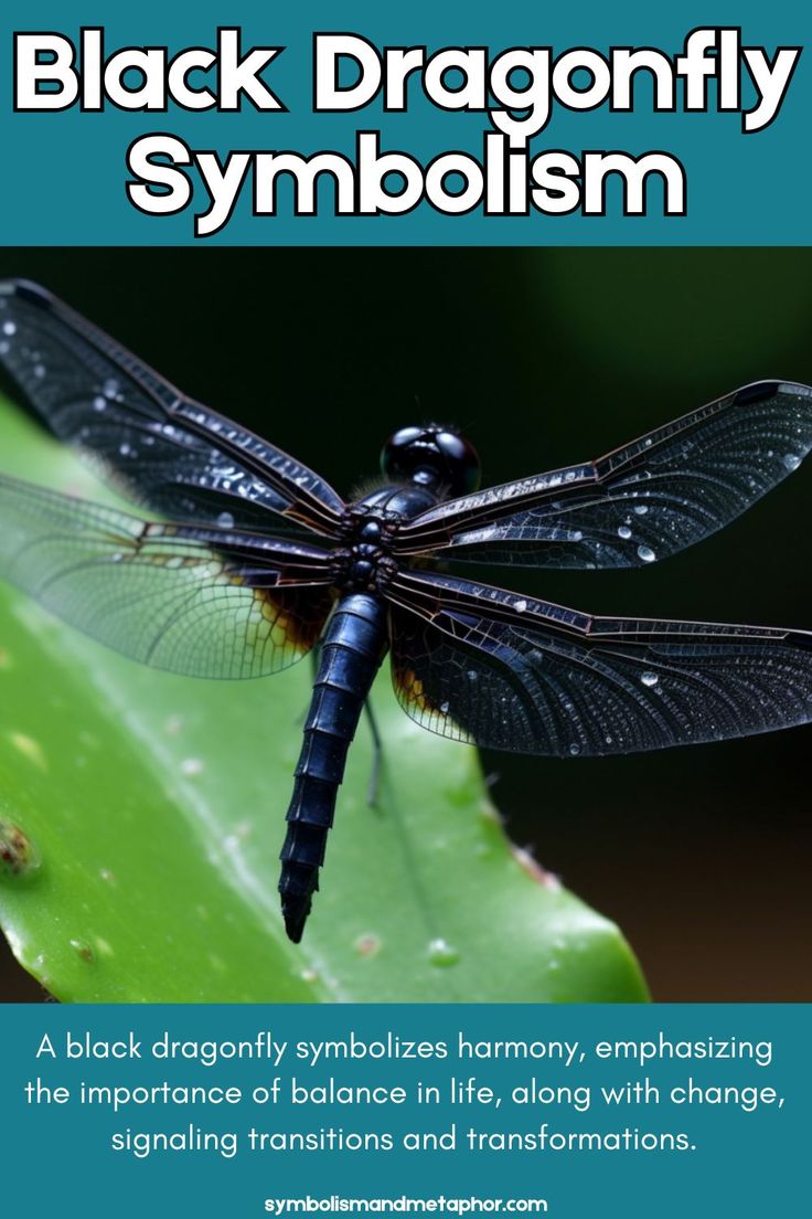 Black Dove Spiritual Meaning And Symbolism 8 Omens