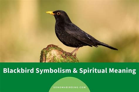 Blackbird Symbolism Meaning Totem Spirit Omens World Birds Blackbird Symbolism Meaning Totem Spirit Omens World Birds