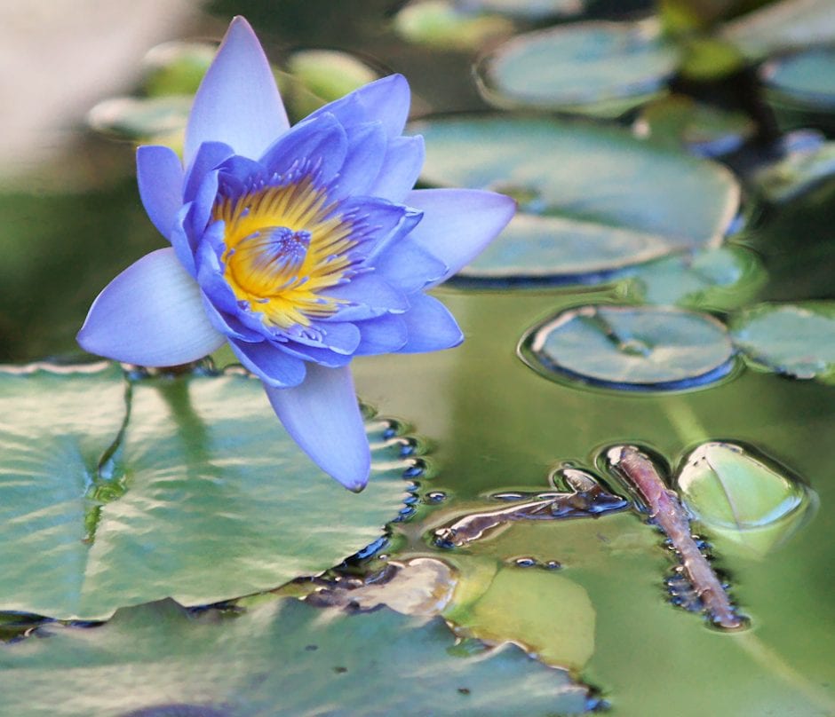 Blue Lotus Flower Meaning And Symbolism Mythologian Blue Lotus Flower Meaning And Symbolism Mythologian