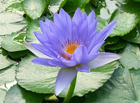 Blue Lotus Hydrosol 50Ml From Israel And Egypt Aytz Chayim Aromatherapy Blue Lotus Hydrosol 50Ml From Israel And Egypt Aytz Chayim Aromatherapy