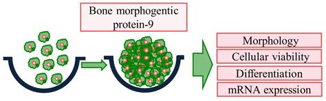Bone Morphogenetic Proteins Encyclopedia Mdpi