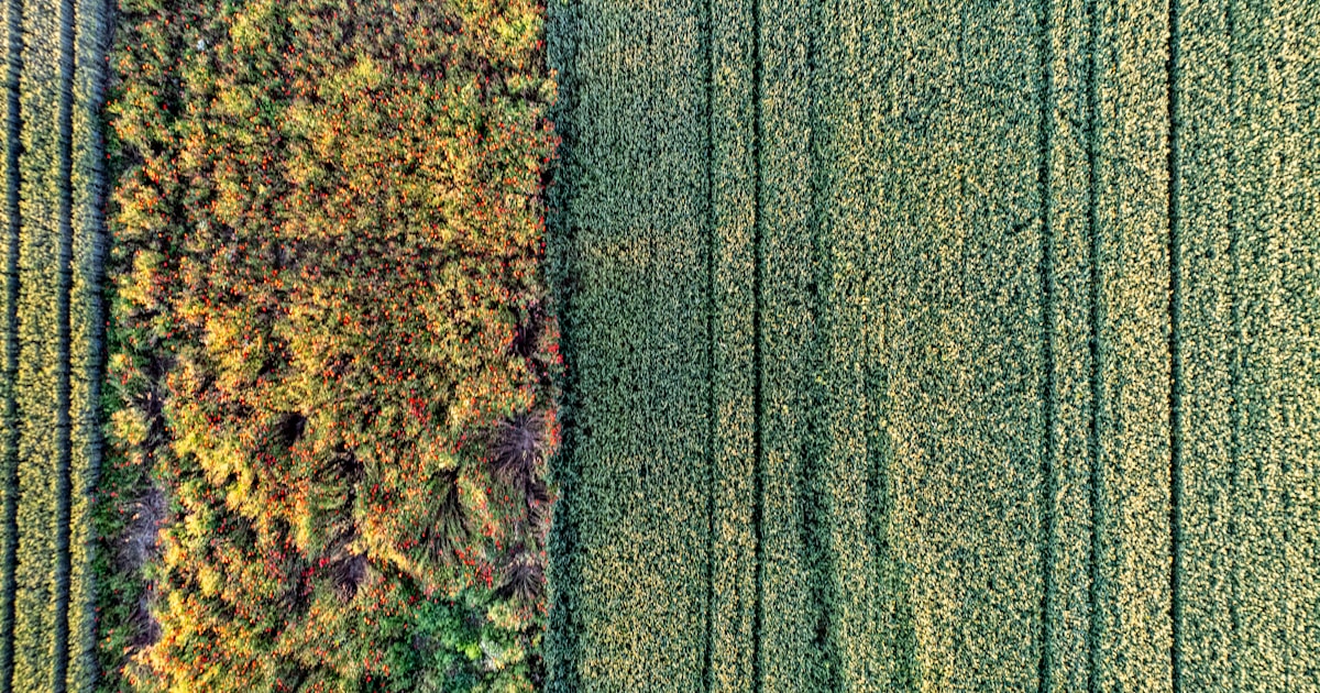 Boosting Agriculture Economist Impact