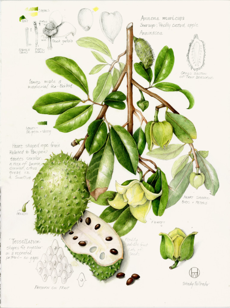 Botanical Art Heather Plant Botanical Illustration Botanical Etsy