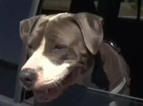 Brave Pit Bull Fought Shark To Rescue His Owner From Its Jaws Small Joys