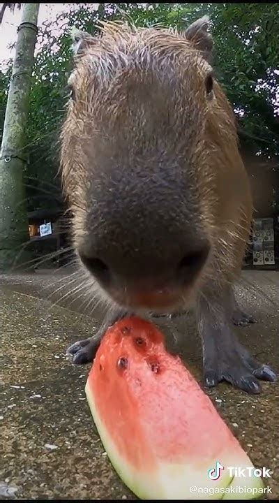 Capybara Eating Melon Shorts Minecraft Mrbeast Tiktok Trends