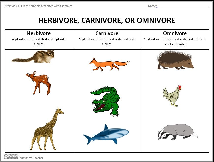 Carnivores Herbivores And Omnivores Sorting Cards Vrogue Co