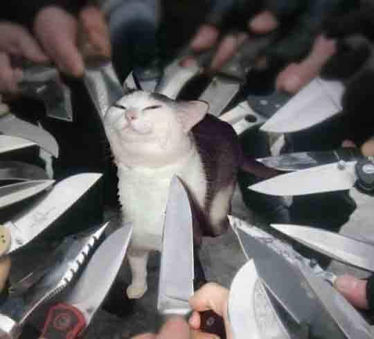 Cat Surrounded By Knives: Unveiling the Danger