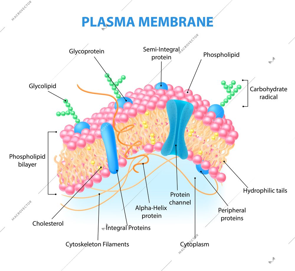Cell Membrane Plasma Membrane Structure Function And Composition