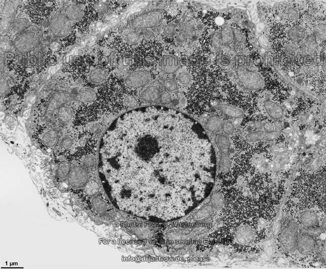Cell Nucleus Dr Jastrow S Em Atlas