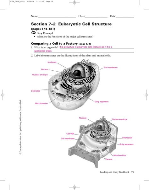 Cell Structure Worksheet Answer Key Section 7 2 Eukaryotic Cell Cell Structure Worksheet Answer Key Section 7 2 Eukaryotic Cell
