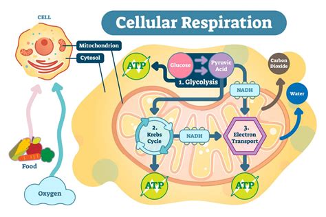 Cellular Respiration: What Is It, Its Purpose, And More, 56% Off
