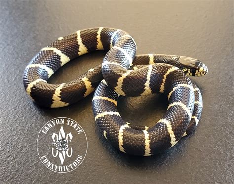 Coastal Phase California Kingsnake By Canyon State Constrictors