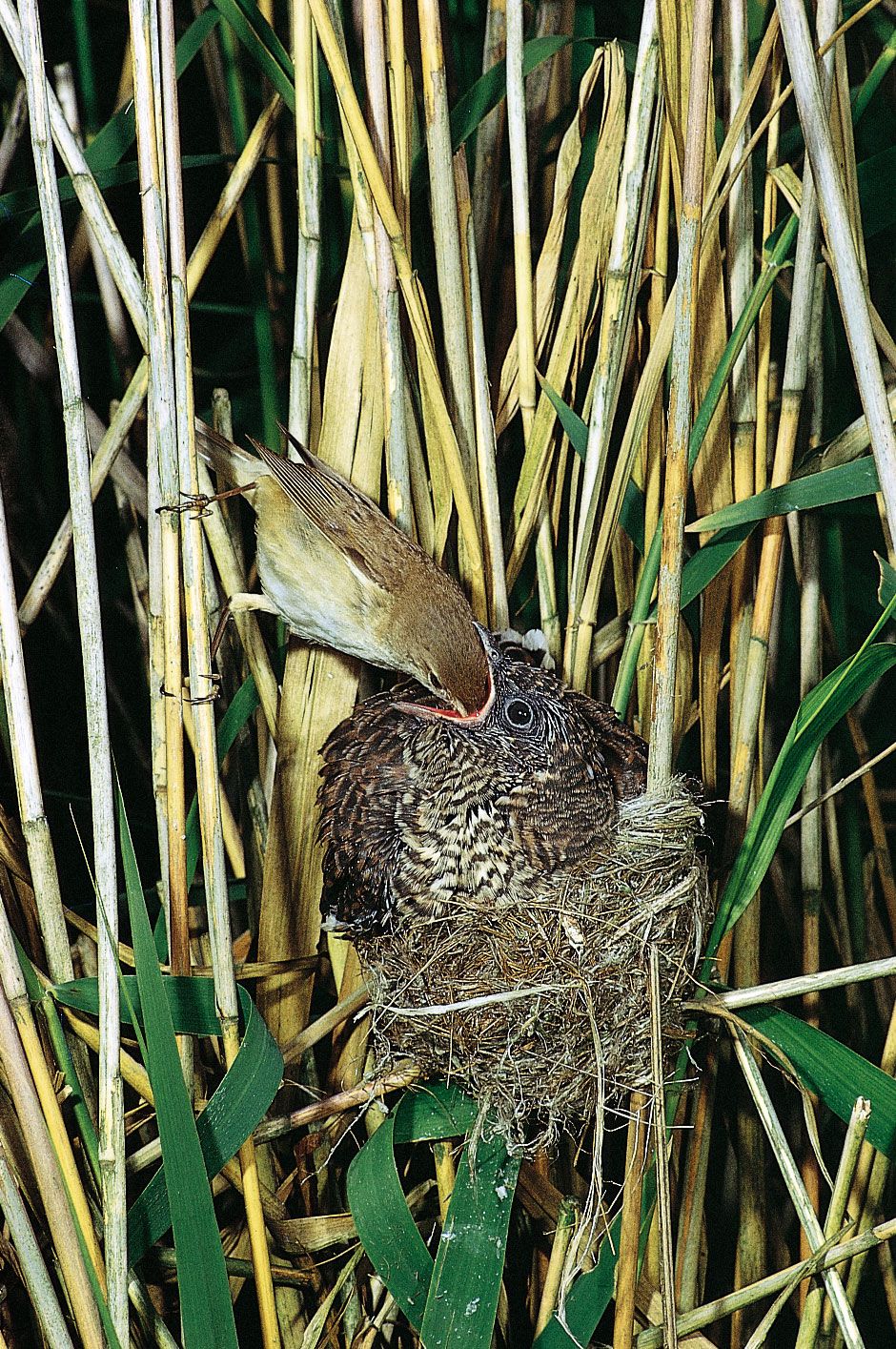 Community Ecology Equilibrium Diversity Interactions Britannica